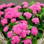 Super Seeds Ageratum houstonianum Floss Flower Dwarf Pink 2000 Pcs