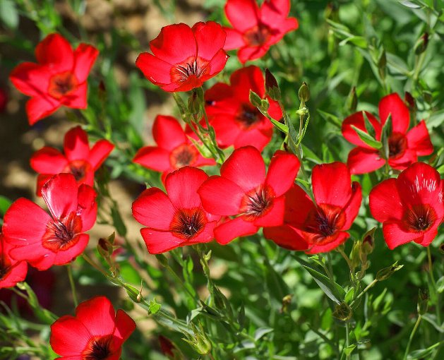 Super Seeds Linum Grandiflorum Scarlet Flax Beautiful Flower 500 Pcs