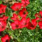 Super Seeds Linum Grandiflorum Scarlet Flax Beautiful Flower 500 Pcs