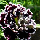 Super Seeds Dianthus chinensis heddewigii Carnation Black and White Flower 100 Pcs