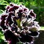 Super Seeds Dianthus chinensis heddewigii Carnation Black and White Flower 100 Pcs