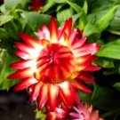 Super Seeds Helichrysum bracteatum Strawflower Scarlet Red Flower 900 Pcs