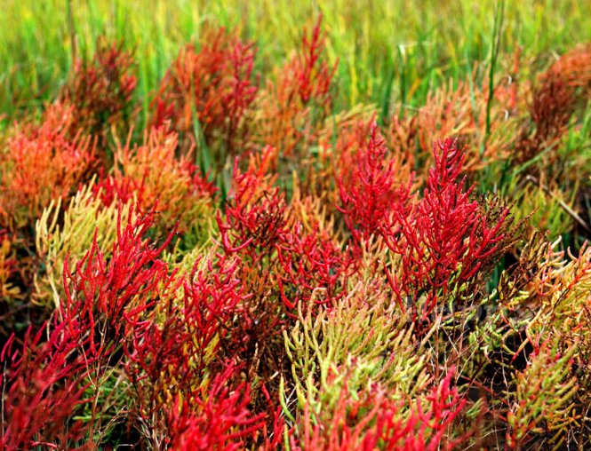 Super Seeds Salicornia europaea Glasswort Garden 100+ Pcs