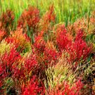 Super Seeds Salicornia europaea Glasswort Garden 100+ Pcs