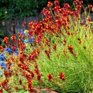 Super Seeds Linaria reticulata cordoba Toadflax Spanish Dancer 30 Pcs
