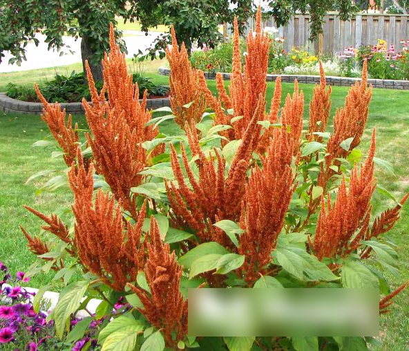 Super Seeds Amaranthus cruentus Hot Biscuits Garden Bronze Flower 200 Pcs