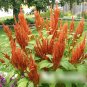 Super Seeds Amaranthus cruentus Hot Biscuits Garden Bronze Flower 200 Pcs