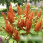 Super Seeds Amaranthus cruentus Hot Biscuits Garden Bronze Flower 200 Pcs