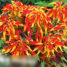 Super Seeds Flaming Fountain Amaranthus Ticolor Beautiful Flower 100 Pcs