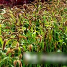 Super Seeds Setaria Italica Foxtail Millet Garden 400 Pcs