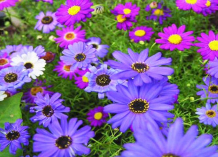 Super Seeds Brachycome iberidifolia Swan River Daisy Mix Beautiful Flower 5000 Pcs