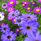 Super Seeds Brachycome iberidifolia Swan River Daisy Mix Beautiful Flower 5000 Pcs