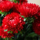 Super Seeds Callistephus Aster Dwarf Milady Scarlet Beautiful Flwoer 400 Pcs