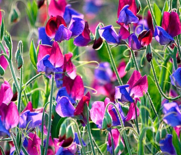 Super Seeds Lathyrus odoratus Cupani Sweet Pea Old Spice Beautiful Flower  20 Pcs