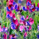 Super Seeds Lathyrus odoratus Cupani Sweet Pea Old Spice Beautiful Flower  20 Pcs