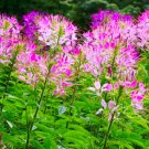 Super Seeds Cleome Hassleriana Spider Flower Color Fountain Mixture 600 Pcs