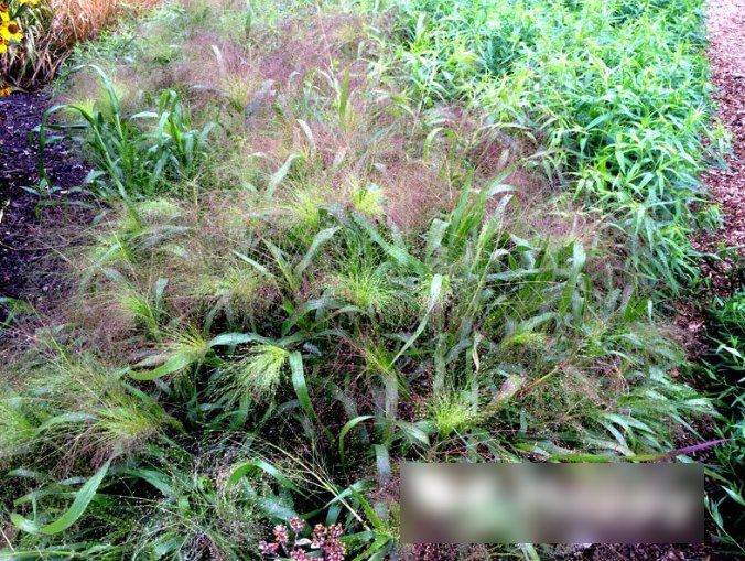 Super Seeds Panicum elegans Panic Grass Frosted Explosion Garden 400 Pcs