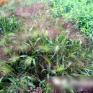 Super Seeds Panicum elegans Panic Grass Frosted Explosion Garden 400 Pcs
