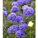 Super Seeds Gilia capitata Blue Gilia Queen Annes thimbles 1000 Pcs