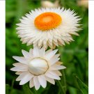 Super Seeds Helichrysum bracteatum Strawflower White Beautiful Flower 900 Pcs