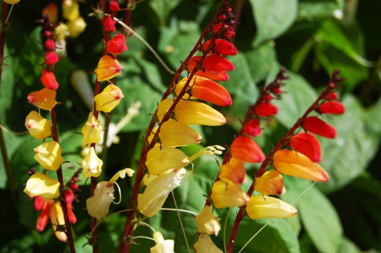 Super Seeds Mina Lobata Firecracker Vine Spanish flag Climbing flower 60+ Pcs