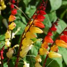 Super Seeds Mina Lobata Firecracker Vine Spanish flag Climbing flower 60+ Pcs
