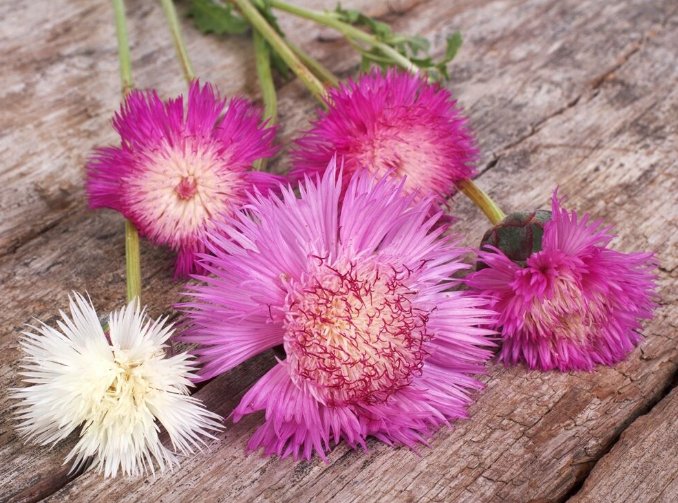 Super Seeds Centaurea Imperialis Cornflower Sweet Sultan Mixed 200 Pcs
