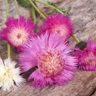Super Seeds Centaurea Imperialis Cornflower Sweet Sultan Mixed 200 Pcs