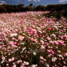 Super Seeds Helipterum Roseum Paper Daisy Giant flowered mixture 500+ Pcs