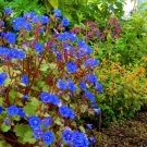Super Seeds Phacelia Campanularia Bee butterfly Flower California Bluebell 2000 Pcs