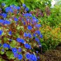 Super Seeds Phacelia Campanularia Bee butterfly Flower California Bluebell 2000 Pcs
