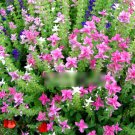 Super Seeds Salvia horminum Clary Salvia Beautiful Flwoer 200 Pcs