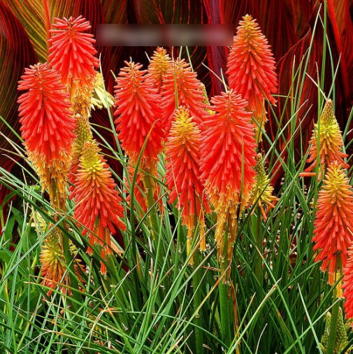 Super Seeds Kniphofia uvaria Torch Lily Red Hot Poker Beautiful Flower 200+ Pcs