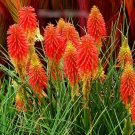 Super Seeds Kniphofia uvaria Torch Lily Red Hot Poker Beautiful Flower 200+ Pcs