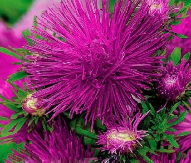 Super Seeds Callistephus Needle Aster Unium Purple Beautiful Flower 300 Pcs