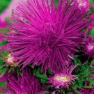 Super Seeds Callistephus Needle Aster Unium Purple Beautiful Flower 300 Pcs