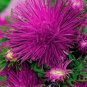 Super Seeds Callistephus Needle Aster Unium Purple Beautiful Flower 300 Pcs