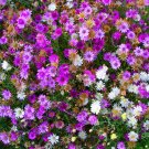 Super Seeds Xeranthemum Annuum Immortelle Double Mix Beautiful Flower 400 Pcs