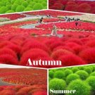 Super Seeds Kochia scoparia trichophylla Burning Bush Beuatiful Flowe 1000 Pcs