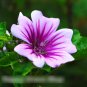 Super Seeds Malva Sylvestris Zebrina Mallow Hollyhock Beuatiful Flower 70 Pcs