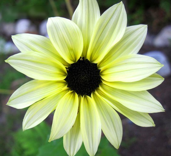 Super Seeds Helianthus debilis Beach Sunflower Vanilla Ice Cucumberleaf 60 Pcs