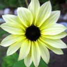 Super Seeds Helianthus debilis Beach Sunflower Vanilla Ice Cucumberleaf 60 Pcs