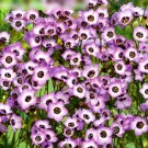 Super Seeds Gilia tricolor Bird S Eyes Beautiful Flower Garden 2000+ Pcs