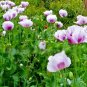Super Seeds Papaver somniferu Poppy Blue Moon Beautiful Flower 500 Pcs