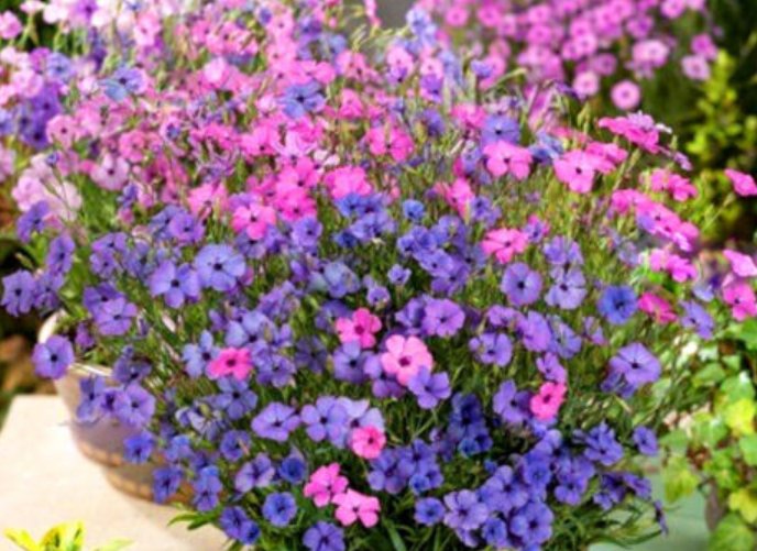 Super Seeds Viscaria oculata Blue pink and white shades Silene coeli rosa mix 1000 Pcs