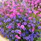 Super Seeds Viscaria oculata Blue pink and white shades Silene coeli rosa mix 1000 Pcs