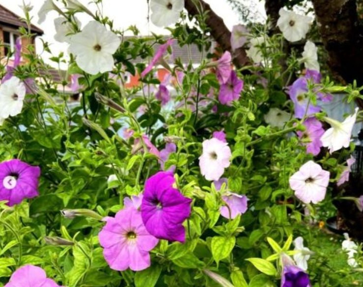Super Seeds Petunia hybrida pendula Mix Balcony Beuatiful Flower 2000 Pcs