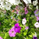 Super Seeds Petunia hybrida pendula Mix Balcony Beuatiful Flower 2000 Pcs