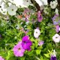 Super Seeds Petunia hybrida pendula Mix Balcony Beuatiful Flower 2000 Pcs