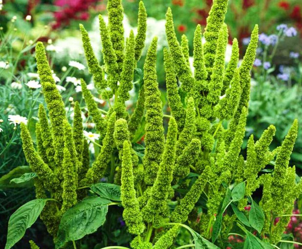 Super Seeds Amaranthus hypochondriacus Green Thumb Garden 500 Pcs